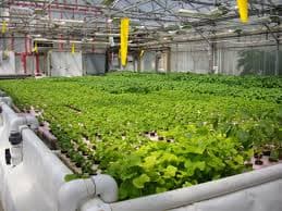 Rooftop aquaponics - NFT towers linked to circular fish tanks in Dhaka