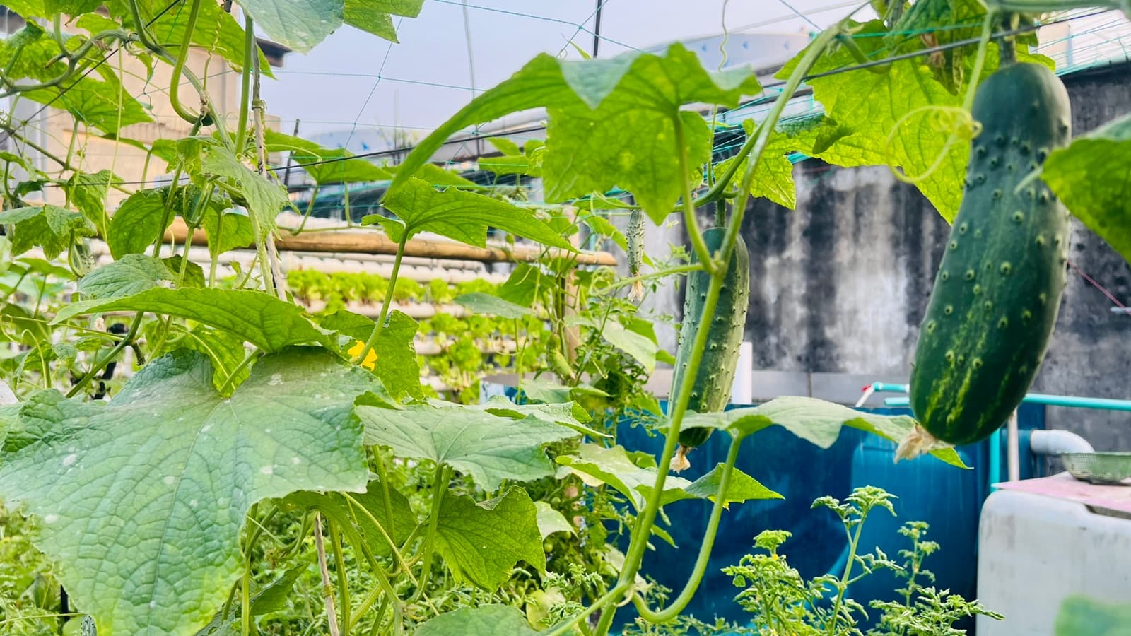 Fresh cucumber harvest at Farmex Dhanmondi rooftop farm