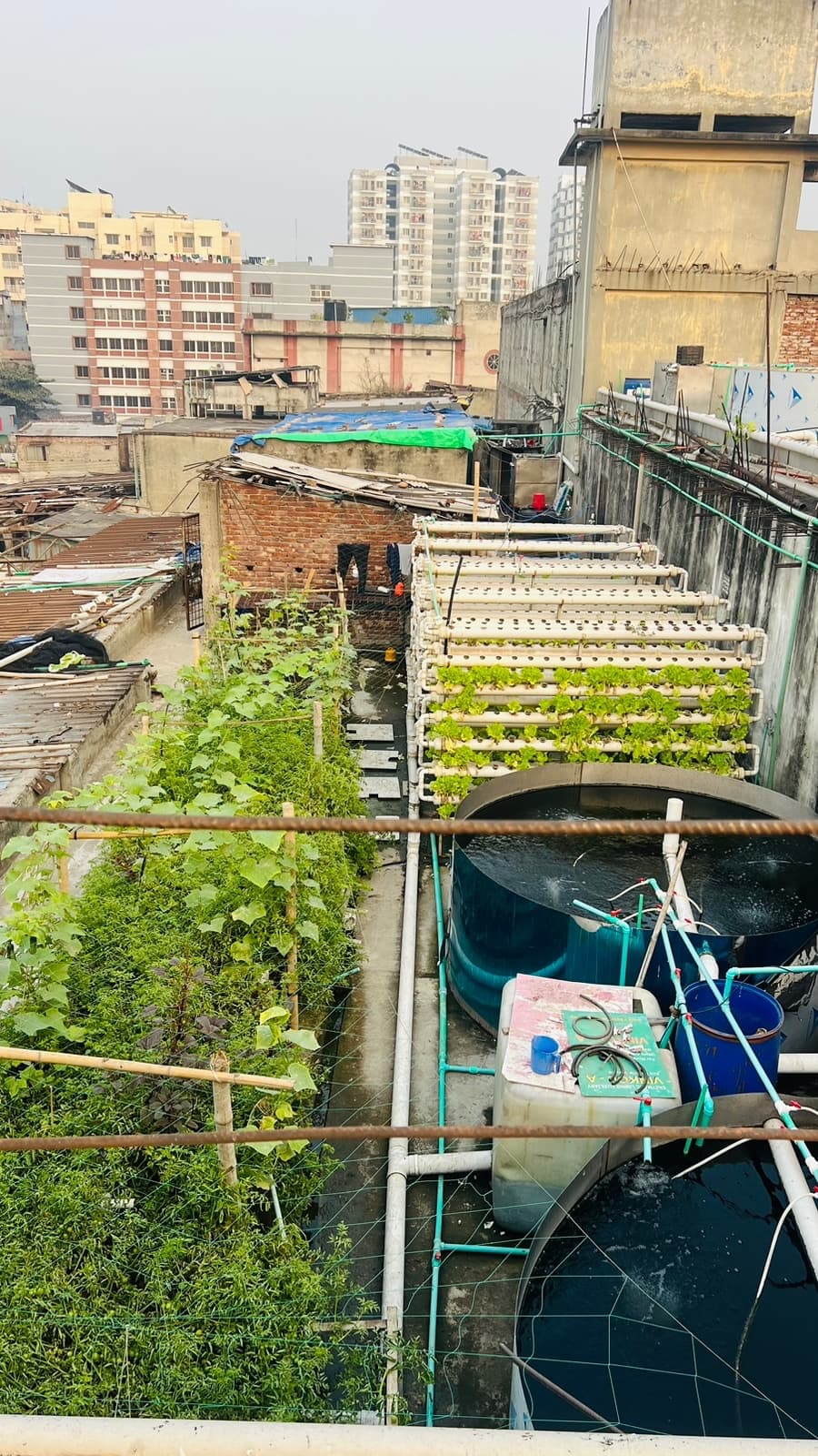 Farmex live rooftop vertical farm in Dhaka