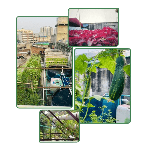 Farmex rooftop farm collage - vertical towers, aquaponics tanks, and fresh produce in Dhanmondi