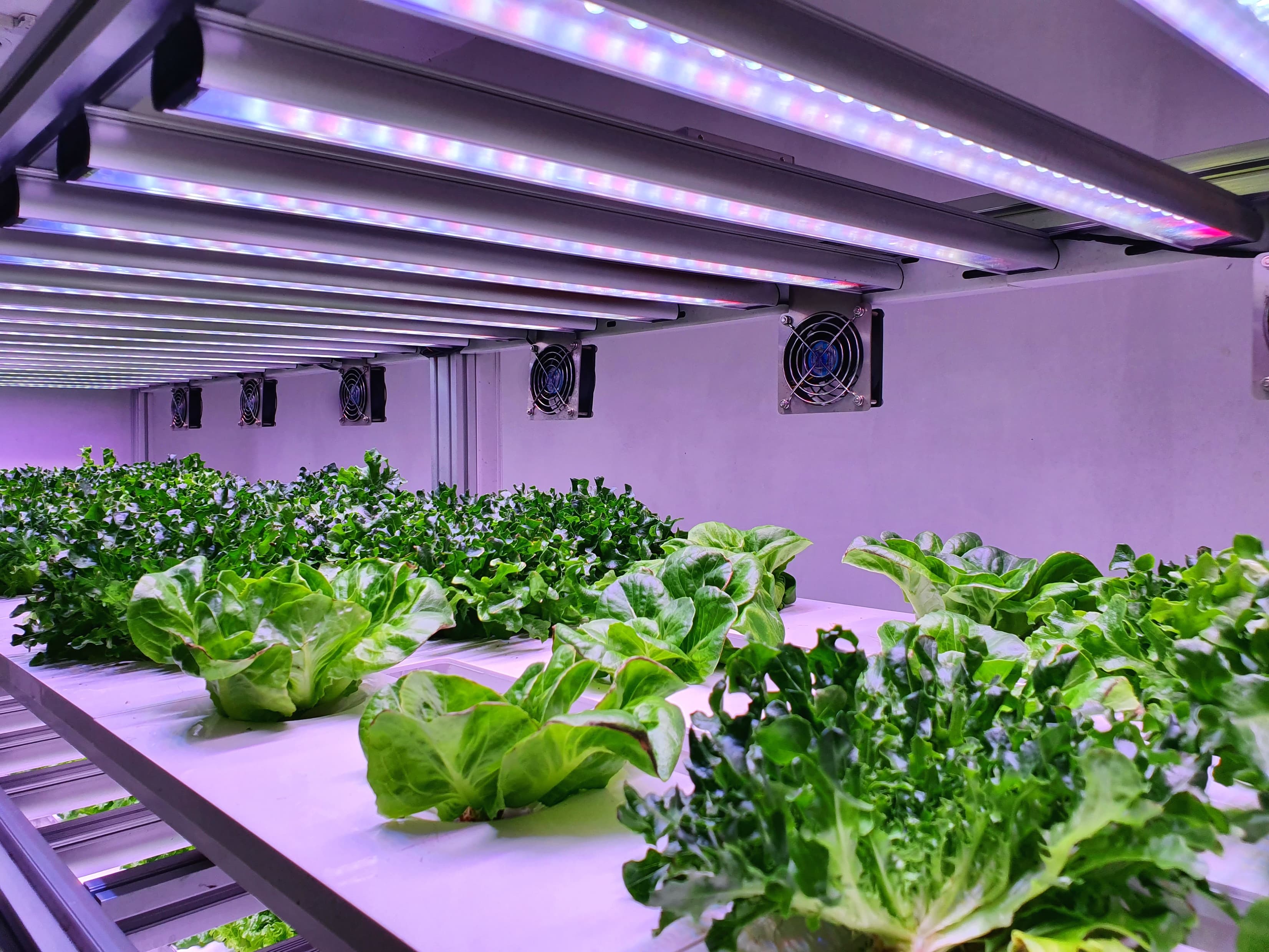 LED grow lights illuminating indoor crops
